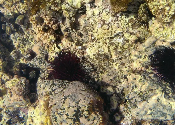 Appartamento Apartamento Drago *